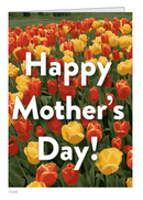 Mother's Day Tulips-1